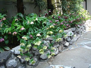 ���i�C���[�W