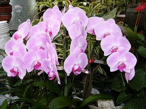 ���i�C���[�W