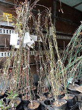 ���i�C���[�W