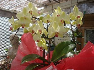 ���i�C���[�W