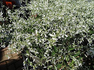 ���i�C���[�W