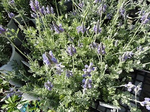 ���i�C���[�W