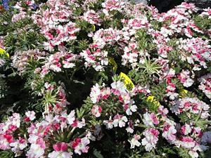 ���i�C���[�W