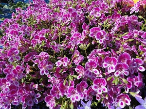 ���i�C���[�W