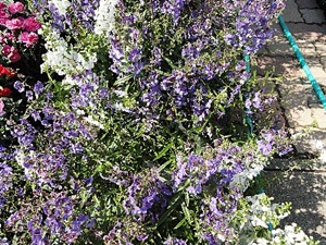 ���i�C���[�W