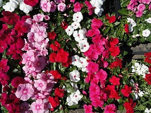 ���i�C���[�W