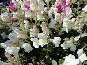 ���i�C���[�W